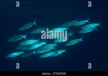 Branco, gruppo di muletti smussati (Crenimugil crenilabis), sito di immersione House Reef, Mangrove Bay, El Quesir, Mar Rosso, Egitto Foto Stock