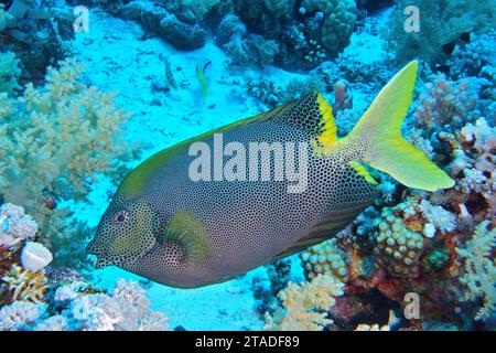 Pesce coniglio maculato (Siganus stellatus laqueus), sito di immersione della barriera corallina di Elphinstone, Egitto, Mar Rosso Foto Stock