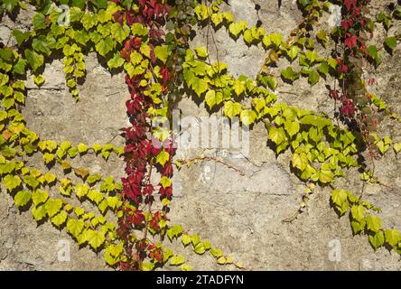 la vite autunnale lascia sul muro Foto Stock
