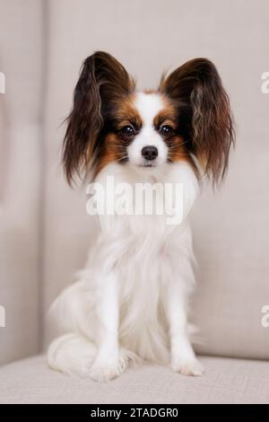 Piccolo e divertente cane papillon seduto sul divano Foto Stock