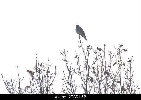 Falco tinnunculus, detto anche gheppio comune, è seduto sulla cima dell'albero in inverno. Un bell'uccello di preda colorato, abbastanza comune nella repubblica Ceca. Foto Stock