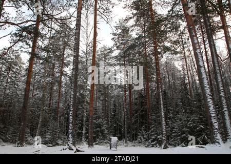 La neve pesante ha bagnato i rami degli alberi nella foresta dopo una forte nevicata nella regione di Leningrado. Foto Stock