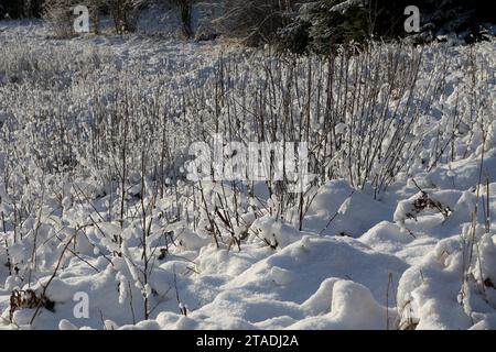 La neve pesante ha bagnato i rami degli alberi nella foresta dopo una forte nevicata nella regione di Leningrado. Foto Stock