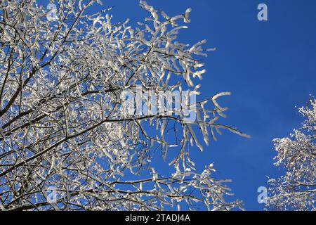 La neve pesante ha bagnato i rami degli alberi nella foresta dopo una forte nevicata nella regione di Leningrado. Foto Stock