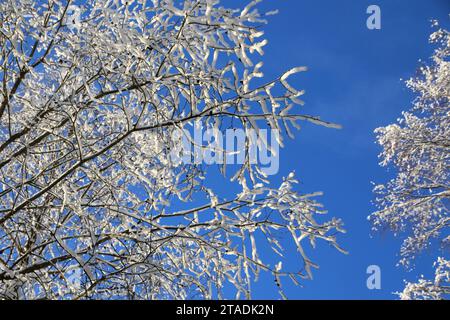 La neve pesante ha bagnato i rami degli alberi nella foresta dopo una forte nevicata nella regione di Leningrado. (Foto di Maksim Konstantinov / SOPA Images/Sipa USA) Foto Stock