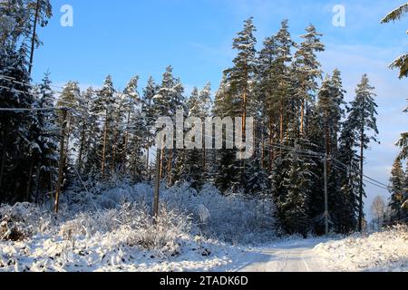 Leningrado, Russia. 19 novembre 2023. La neve pesante ha bagnato i rami degli alberi nella foresta dopo una forte nevicata nella regione di Leningrado. (Foto di Maksim Konstantinov/SOPA Images/Sipa USA) credito: SIPA USA/Alamy Live News Foto Stock