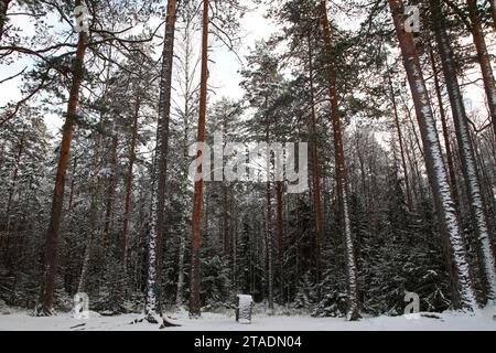 Leningrado, Russia. 19 novembre 2023. La neve pesante ha bagnato i rami degli alberi nella foresta dopo una forte nevicata nella regione di Leningrado. (Immagine di credito: © Maksim Konstantinov/SOPA Images via ZUMA Press Wire) SOLO USO EDITORIALE! Non per USO commerciale! Foto Stock