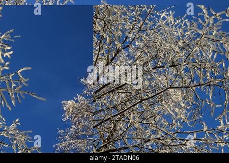 Leningrado, Russia. 19 novembre 2023. La neve pesante ha bagnato i rami degli alberi nella foresta dopo una forte nevicata nella regione di Leningrado. (Immagine di credito: © Maksim Konstantinov/SOPA Images via ZUMA Press Wire) SOLO USO EDITORIALE! Non per USO commerciale! Foto Stock