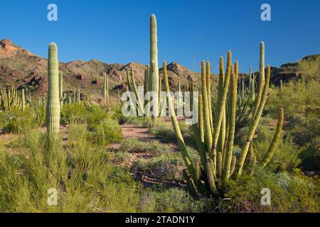 Deserto con saguaro e organo a canne cactus lungo Ajo Mountain Drive, organo a canne Cactus monumento nazionale, Arizona Foto Stock