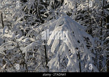 Leningrado, Russia. 19 novembre 2023. La neve pesante ha bagnato i rami degli alberi nella foresta dopo una forte nevicata nella regione di Leningrado. (Immagine di credito: © Maksim Konstantinov/SOPA Images via ZUMA Press Wire) SOLO USO EDITORIALE! Non per USO commerciale! Foto Stock