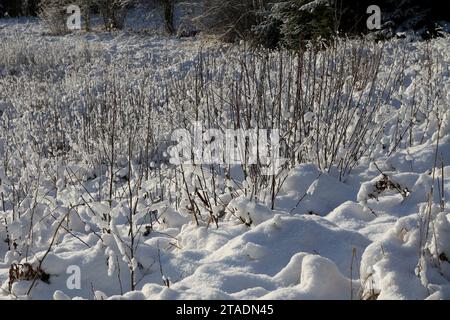 Leningrado, Russia. 19 novembre 2023. La neve pesante ha bagnato i rami degli alberi nella foresta dopo una forte nevicata nella regione di Leningrado. (Immagine di credito: © Maksim Konstantinov/SOPA Images via ZUMA Press Wire) SOLO USO EDITORIALE! Non per USO commerciale! Foto Stock