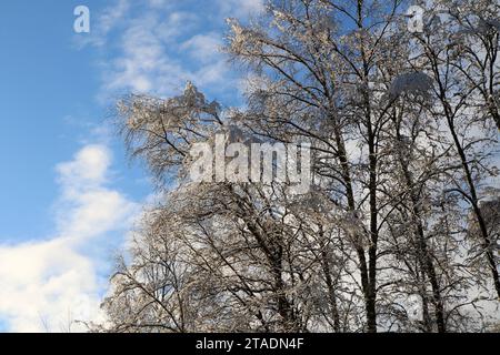 Leningrado, Russia. 19 novembre 2023. La neve pesante ha bagnato i rami degli alberi nella foresta dopo una forte nevicata nella regione di Leningrado. (Immagine di credito: © Maksim Konstantinov/SOPA Images via ZUMA Press Wire) SOLO USO EDITORIALE! Non per USO commerciale! Foto Stock