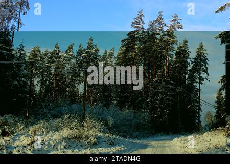 Leningrado, Russia. 19 novembre 2023. La neve pesante ha bagnato i rami degli alberi nella foresta dopo una forte nevicata nella regione di Leningrado. (Immagine di credito: © Maksim Konstantinov/SOPA Images via ZUMA Press Wire) SOLO USO EDITORIALE! Non per USO commerciale! Foto Stock