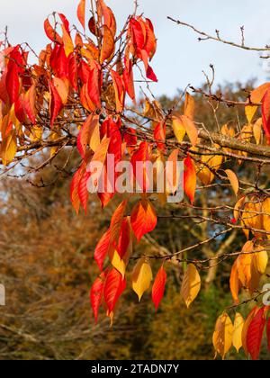 Bronzo rosso fogliame autunnale del grande ciliegio bianco deciduo, Prunus 'Tai Haku' Foto Stock