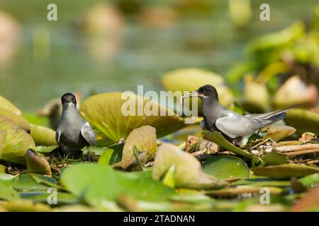 Coppia di terne nere (Chlidonias niger) in piedi su lilly lascia nel loro sito di nido con il maschio che presenta un pesce al suo partner nel Delta del Danubio Foto Stock