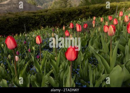 Tulipani rossi che fioriscono in un giardino in primavera Foto Stock