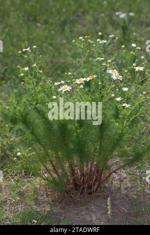 Geruchlose Kamille, Unechte Kamille, Falsche Kamille, Duftlose Kamille, Tripleurospermum inodorum, Tripleurospermum maritimum subsp. Inodorum, Tripleu Foto Stock