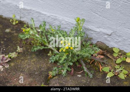 Gewöhnliches Greiskraut, in Fuge, Fugen, Gemeines Greiskraut, Gemeines Kreuzkraut, Senecio vulgaris, terreno comune, le sénecón commun Foto Stock