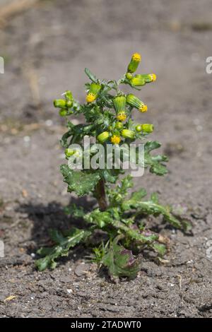 Gewöhnliches Greiskraut, Gemeines Greiskraut, Gemeines Kreuzkraut, Senecio vulgaris, Common Grosel, le sénecon commun Foto Stock