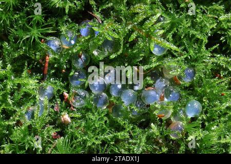 Uova di lumaca o uova di lumaca su muschio verde Foto Stock