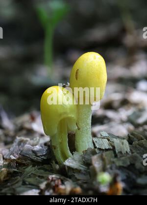 Bolbitius titubans, noto anche come Bolbitius vitellinus, comunemente chiamato Fieldcap giallo o tuorlo d'uovo Fieldcap di funghi selvatici dalla Finlandia Foto Stock