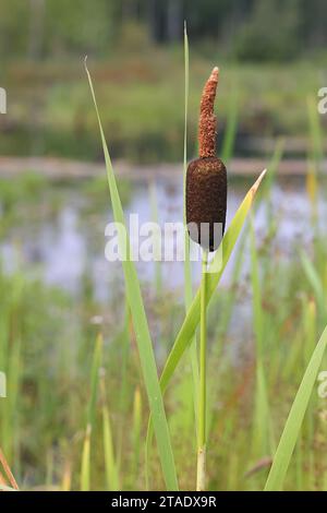 Bulrush, Typha latifolia, noto anche come coda di latifoglie o grande macigno, pianta selvatica proveniente dalla Finlandia Foto Stock