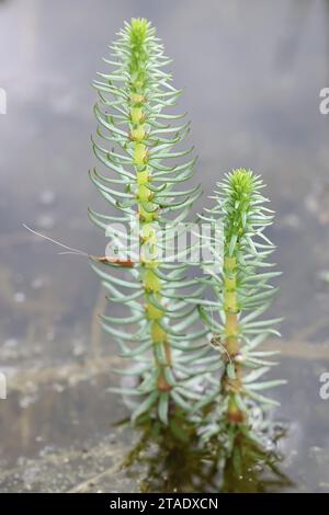 Hippuris vulgaris, comunemente noto come coda di mare o coda di mare comune, pianta acquatica selvatica proveniente dalla Finlandia Foto Stock