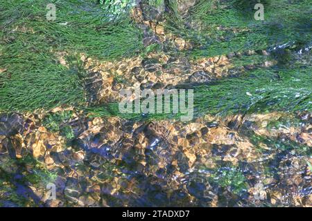 Fontinalis dalecarlica, comunemente noto come muschio di fontana, muschio di ruscello o muschio d'acqua, fotografato in un torrente forestale in Finlandia Foto Stock