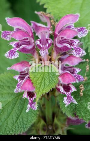 Lamium orvala, Dead Nettle Foto Stock