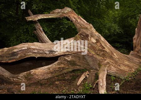 Vecchio albero di quercia marcio, sembra un polpo, foresta primordiale Urwald Sababurg, Hofgeismar, Weser Uplands, Weserbergland, Hesse, Germania Foto Stock