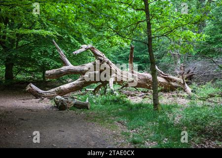 Vecchio albero di quercia marcio, sembra un rettile, foresta primordiale Urwald Sababurg, Hofgeismar, Weser Uplands, Weserbergland, Assia, Germania Foto Stock