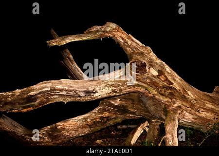 Vecchio albero di quercia marcio, sembra un polpo, foresta primordiale Urwald Sababurg, Hofgeismar, Weser Uplands, Weserbergland, Hesse, Germania Foto Stock