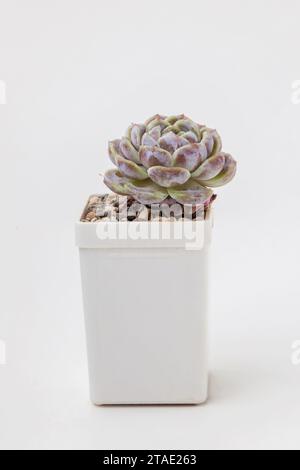 Echeveria Snow Bunny piante succulente in vaso su sfondo bianco Foto Stock