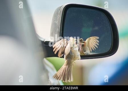 Pardinho, Brasile. 30 novembre 2023. Bird è visto interagire con il proprio riflesso nello specchio laterale di un'auto a Pardinho, San Paolo, Brasile, il 30 novembre 2023. (Foto di Igor do vale/Sipa USA) credito: SIPA USA/Alamy Live News Foto Stock