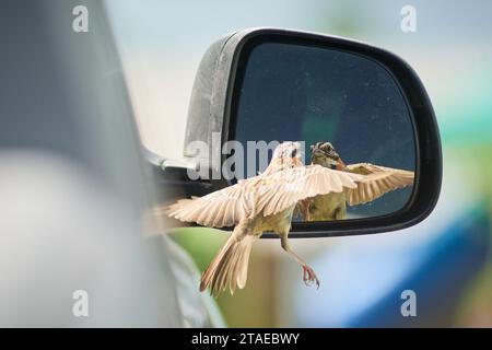 Pardinho, Brasile. 30 novembre 2023. Bird è visto interagire con il proprio riflesso nello specchio laterale di un'auto a Pardinho, San Paolo, Brasile, il 30 novembre 2023. (Foto di Igor do vale/Sipa USA) credito: SIPA USA/Alamy Live News Foto Stock