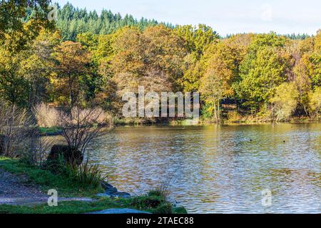 Colori autunnali nella Royal Forest of Dean - Cannop Ponds, Gloucestershire, Inghilterra Regno Unito Foto Stock