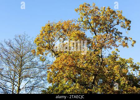 Colori autunnali nella Royal Forest of Dean - una quercia a Cannop Ponds, Gloucestershire, Inghilterra Regno Unito Foto Stock