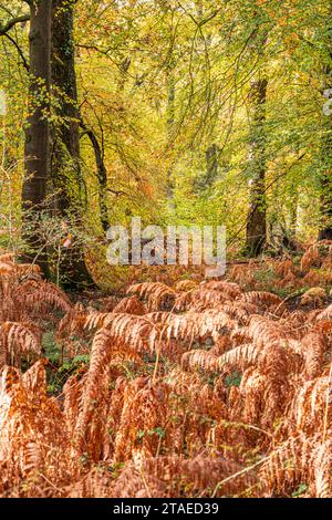 Colori autunnali nella Royal Forest of Dean - Woodland vicino a Parkend, Gloucestershire, Inghilterra Regno Unito Foto Stock