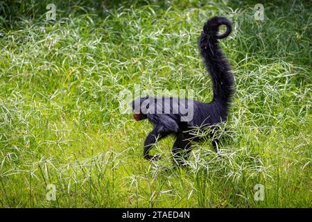 Francia, Guyana francese, scimmia ragno nera (Ateles paniscus) Foto Stock