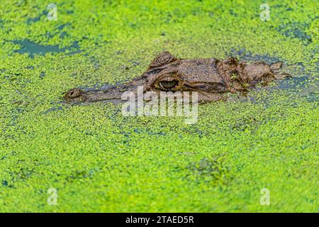 Francia, Guyana francese, giovane cayman nero (Melanosuchus niger) Foto Stock