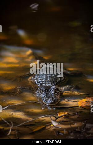 Francia, Guiana, giovanile nero cayman (Melanosuchus niger) Foto Stock