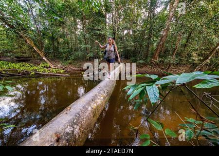 Francia, Guyana francese, Saint-Laurent-du-Maroni, attraversamento del fiume su un albero caduto, sul sentiero delle Cascate del Voltaire Foto Stock