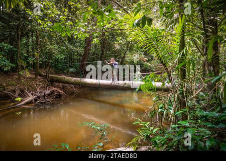 Francia, Guyana francese, Saint-Laurent-du-Maroni, attraversamento del fiume su un albero caduto, sul sentiero delle Cascate del Voltaire Foto Stock
