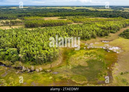 Francia, Guyana francese, Sinnamary, vista aerea della zona umida, della savana e della pineta (vista aerea) Foto Stock