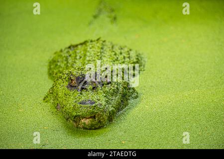 Francia, Guyana francese, Black cayman (Melanosuchus niger) Foto Stock