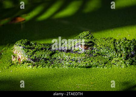 Francia, Guyana francese, Black cayman (Melanosuchus niger) Foto Stock