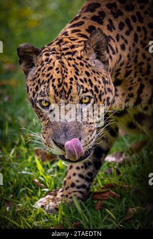 Francia, Guyana francese, Jaguar (Panthera onca) Foto Stock