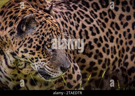 Francia, Guyana francese, Jaguar (Panthera onca) Foto Stock