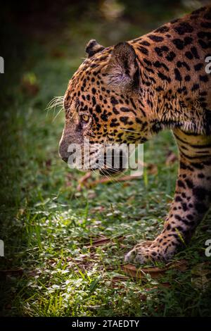 Francia, Guyana francese, Jaguar (Panthera onca) Foto Stock