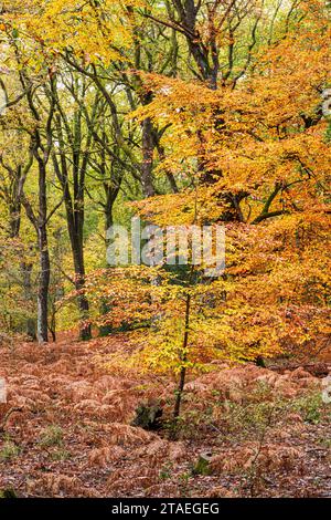 Colori autunnali nella Royal Forest of Dean - boschi misti di faggio e quercia vicino a Parkend, Gloucestershire, Inghilterra Regno Unito Foto Stock